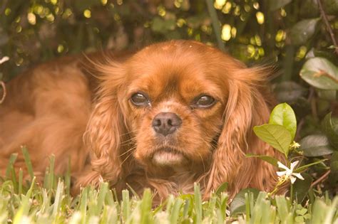 King charles spaniel rescue. Things To Know About King charles spaniel rescue. 