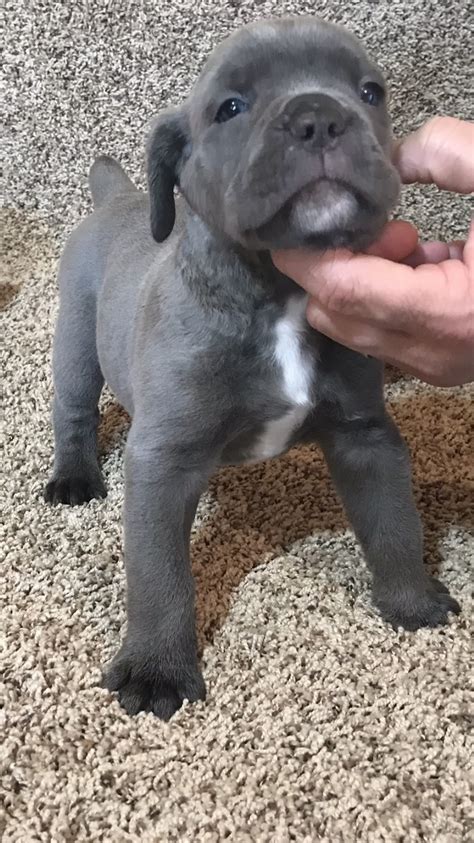 King corso for sale in ohio. Cane Corso Puppies born 2/21/2024. Females Available. 8 weeks old. Maria Avellino. New Smyrna Beach, FL 32168. STANDARD. 