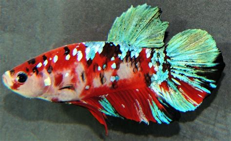 King koi. King Koi and Goldfish is America's largest premium Chinese goldfish importer! We specialize in some of the rarest, most exotic fancy goldfish, such as Ranchu, Oranda, Butterfly, and Ryukin, along ... 