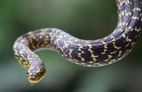 King ratsnake - Dublin Zoo