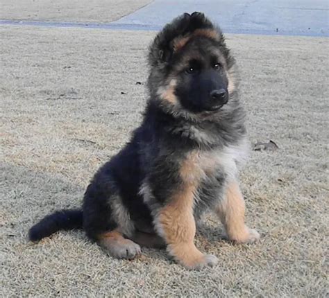 King shepherd puppies. King Shepherd. Breed InformationThe King Shepherd is a somewhat mysterious combination of dog breeds, but its most prominent genes are believed to come from the German Shepherd, the Alaskan Malamute and the Great Pyrenees. Weighing between 75 and 150 pounds in adulthood, the King Shepherd is instinctually protective of its loved … 