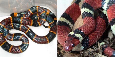 King snake vs coral snake. Things To Know About King snake vs coral snake. 