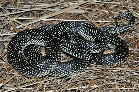 Description: Milk and Scarlet King Snakes encompass several subspecies. The ornate color pattern is similar in all forms and consists of bright black, red, and yellow bands. The red bands are the widest. This color pattern resembles that of the venomous eastern coral snake (Micrurus fulvius). Scarlet king snakes reach lengths of 14 – 20 in .... 