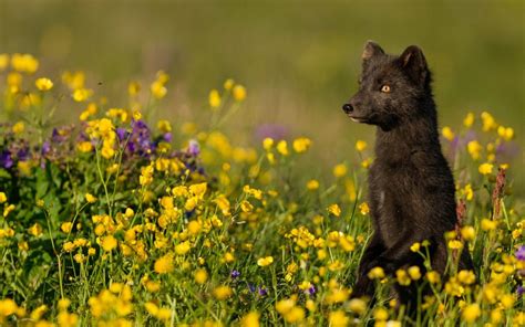 Kingdom of Foxes - bioGraphic