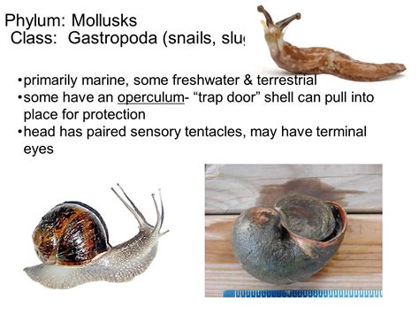 Kingdom: Animalia. Phylum: Mollusca. Class: Gastropoda. A snail is a common name for a kind of mollusc. The term is used for a gastropod with a coiled shell. Their fossil records extends back into the Carboniferous period.. 