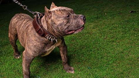 Kingfish pitbull. Like its parent breeds, the Great Dane Pitbull mix has many notable features that make it an excellent choice for the right family. Could this be the perfect dog for you? The Great... 