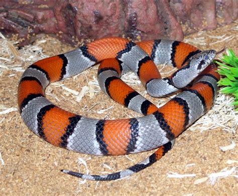 Kingsnake com classified. Things To Know About Kingsnake com classified. 