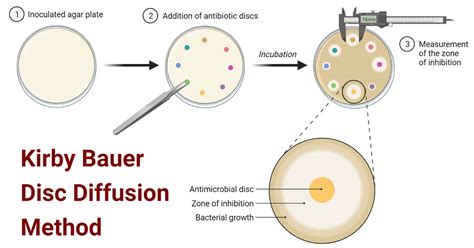 Kirby bauer method of antibiotic testing
