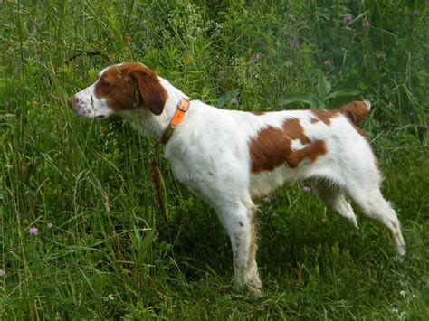 The types of dogs we raise at Kirby Mountain Sporting Dogs come from field champions and national field champions. No, we do not compete in field trials, but there are many reasons why we have chosen to breed from this stock. The two top reasons, which we find consistent with most breeds of dogs and particularly true of Labrador retrievers, are ...