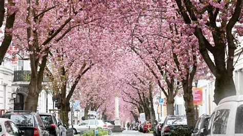 Kirschblüte Bonn 2024: 6 Ideen für Ausflüge mit bunten Blüten