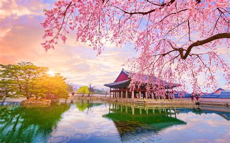 Kirschblüte korea