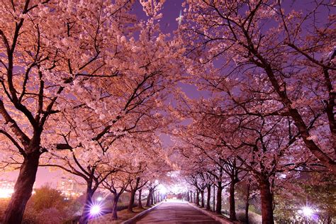 Kirschblüten korea