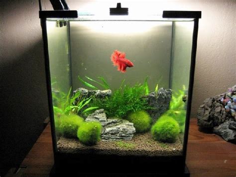 Kisaran Harga Aquascape Mini Murah Meriah di Toko Sebelah