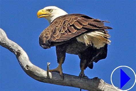 Kisatchie eagle cam. Our Eagles names are Louis & Anna ( Louisiana the location of the nest ) And Alex & Andria ( Alexandria the name of the nearest large city) The E-1 Nest is located about 105 feet above the ground ... 