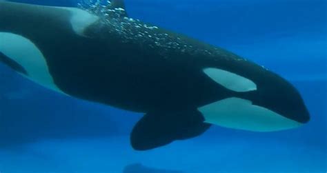 Kiska, Marineland’s lone killer whale and last captive orca in Canada, has died