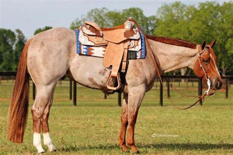 0 views, 10 likes, 0 loves, 3 comments, 4 shares, Facebook Watch Videos from Jacaranda Park Quarter Horses: KISSIN THE GIRLS x SUNLUSIVE SWEET CHEX roan Gelding FOR SALE