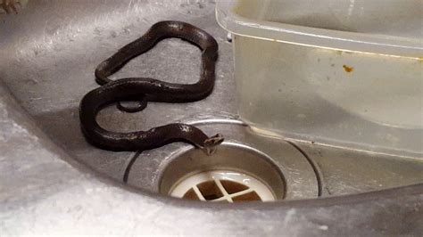 Kitchen sink snake. The kitchen is the heart of the home, where families gather to cook, eat, and spend quality time together. But nothing can ruin the ambiance quite like a foul odor coming from your... 