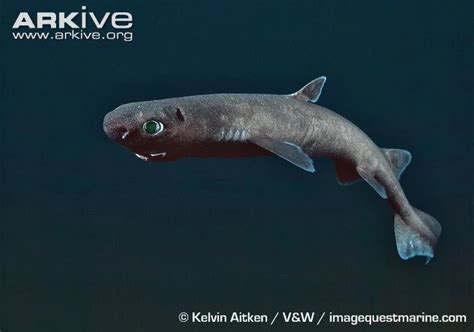 Kitefin shark - Wikipedia