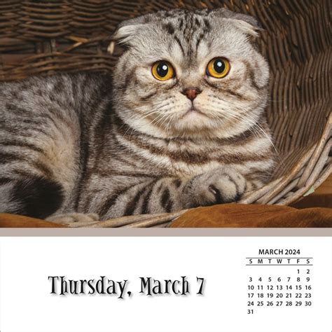 Kitten Calendar 2024