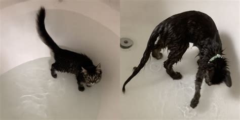 Kitten Jumps Into Bath And Falls In Love With Water - The Dodo