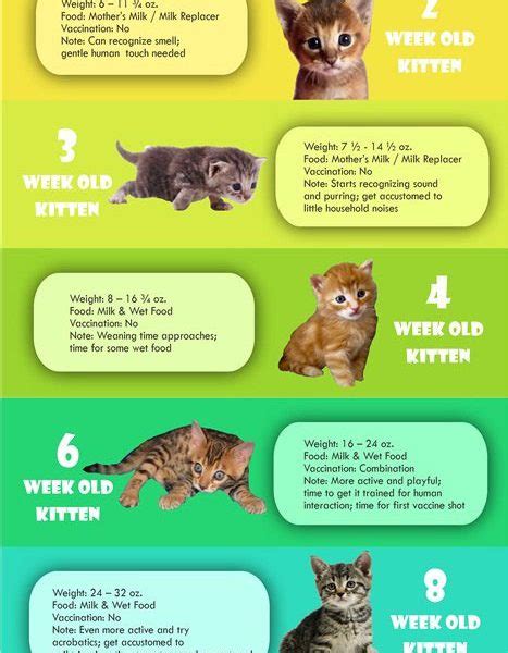 Kitten Weight Chart Anna Blog