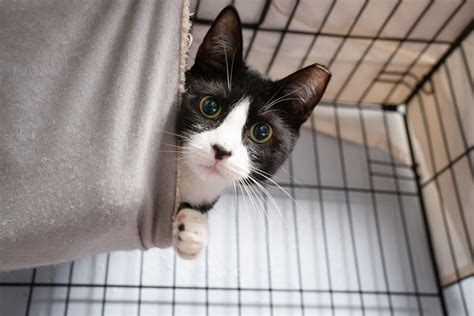 Kitten adoption ri.  Start your adoption journey today.  Learn about our m...