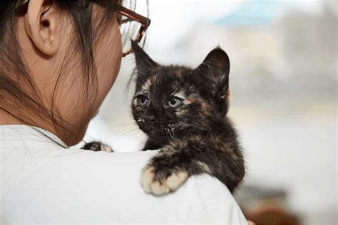 Reviews on Kitten Adoption in Seattle, WA 98104 - Emera