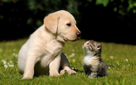 Kitten and puppy. But when it comes to introducing a new kitten to your dog, it's important to do it right. Like with people, a bad first impression can have a lasting impact when bringing a cat and a dog together. How to introduce a new kitten to a dog. Dogs and cats can become best friends, but it takes time and understanding. They communicate differently ... 
