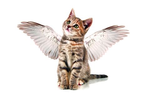 Kitten angels. Things To Know About Kitten angels. 
