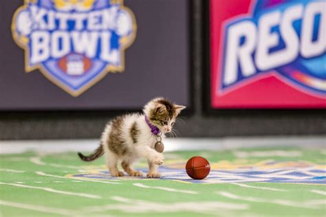 Kitten bowl 2023. Feb 11, 2024 · The event was formerly known as the Kitten Bowl on the Hallmark Channel before it was moved to GAF in 2023. In the Great American Rescue Bowl, adoptable cats and dogs of all ages play in a pet ... 