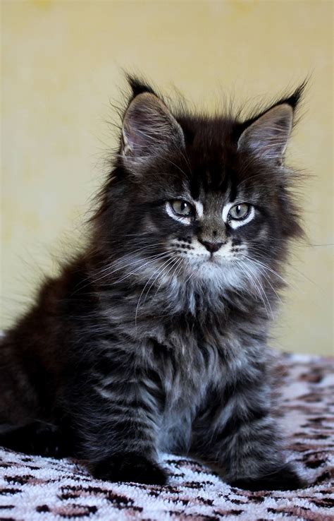 Kitten for sale King Maine Coon male, black silver