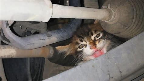 Kitten goes on wild ride after hiding underneath car