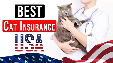 Kitten insurance. 