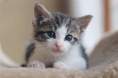 Kitten Korner Rescue, Sault Sainte Marie, Ontario. 81 likes. Pet Supplies. 