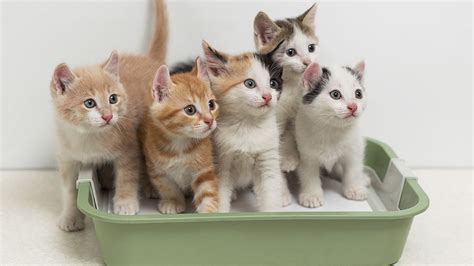 Kitten litter. Search from 777848 Litter Of Kittens stock photos, pictures and royalty-free images from iStock. Find high-quality stock photos that you won't find anywhere ... 