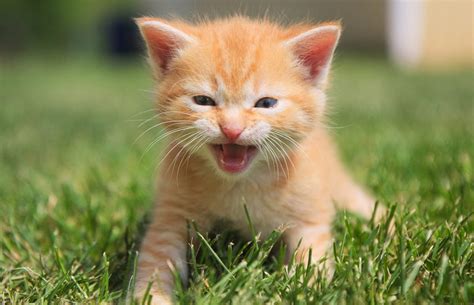 Kitten meowing. Things To Know About Kitten meowing. 