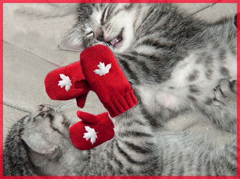 Kitten mittens. Things To Know About Kitten mittens. 