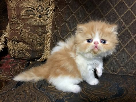 Kitten persian cat for sale. All our Persian Cats for Sale in Delhi NCR are home delivered along with their Health and Breed Certificate and a FREE MINI STARTER KIT. Guaranteed Disease Free and born from PKD Negative parents. Our team guides you with proper Do's and Dont's for raising a Persian. 100% Cage Free. 9000+ Happy Persian Cat Parents in Delhi NCR including ... 