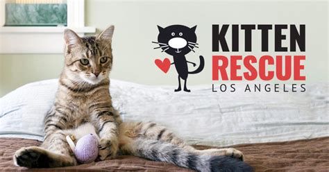 Kitten rescue los angeles. Los Angeles' only 100% feral cat rescue, socialization & adoption facility. Kitty Bungalow is a nonprofit commited to ending the homeless cat problem with love. 