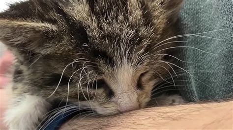 Kitten saved by Siberian husky blood donation in Nebraska