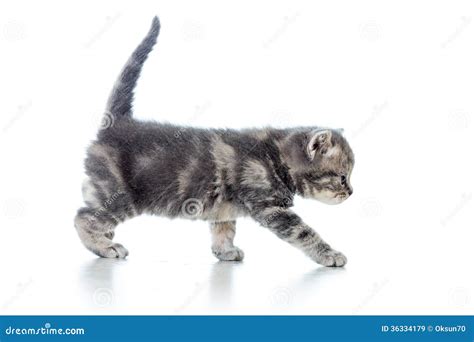 Kitten walking funny back legs. .  <a href=https://cms.waybleapp.com/ht4grp...