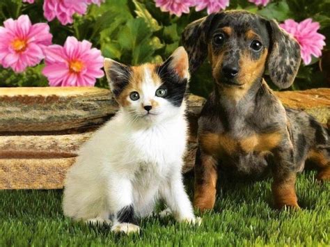 Kittens and puppies. Things To Know About Kittens and puppies. 