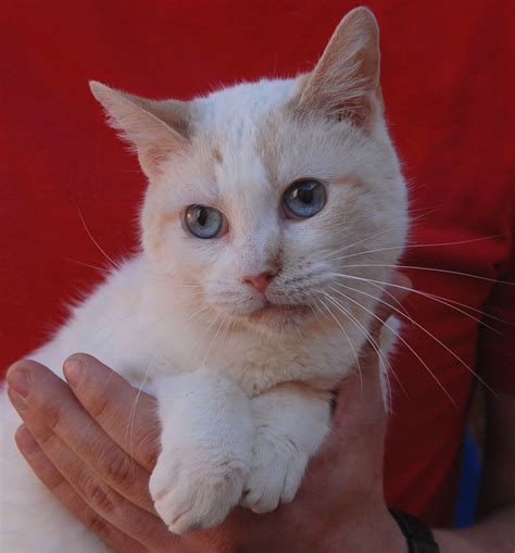 Kittens for adoption las vegas. Sophie. Find a cat to adopt near Las Vegas, NV. Search thousands of available pets from shelters and rescues in Chewy's network. Refine your search to find the perfect match … 