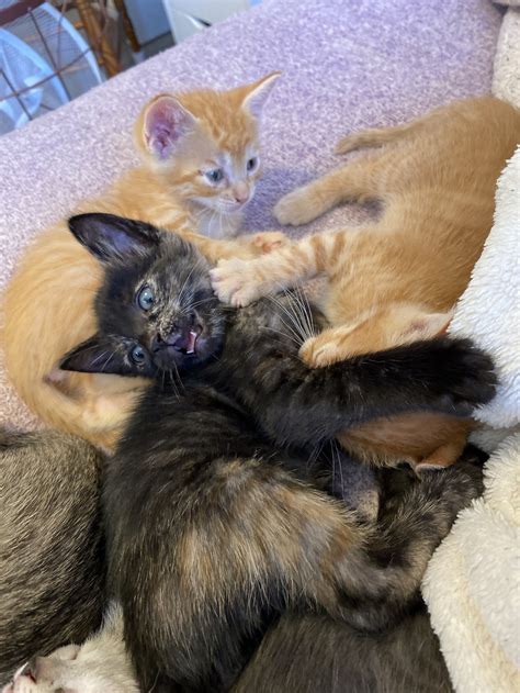 Kittens for adoption san jose. info@svpetproject.org PO Box #6145, San Jose, CA 95150 (408) 641-8745 tax ID number 47-2361690 