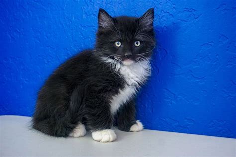 Sign Up Log In Search for cats for adoption at shelters near Cincinnati, OH. Find and adopt a pet on Petfinder today.