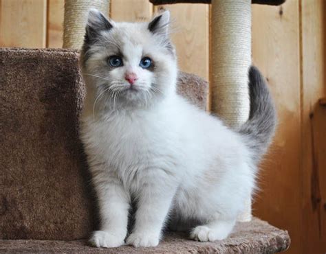 Get your children a friend to hold on to just like ours Get a new friend for your self. If you are facing depression this will help you . . . . . ragdoll kittens for rescue ragdoll kittens for.... Kittens for sale cincinnati