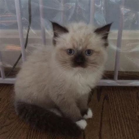 Ragdoll Kittens for Sale Louisville Ky Browse for sale listings in Kentucky "The Bluegrass State" - State Capital Frankfort ... Fluffy, soft, and sweet- I have three purebred Ragdoll kittens for sale. Born 6/21/15, the kittens are now ten weeks... Pets and Animals Louisville 300 $ View pictures. Sweet red flame ragdoll We have one red flame .... 