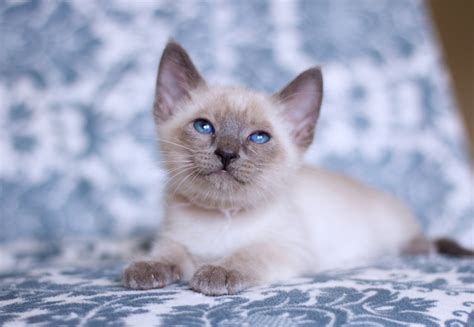 Skylar Brown Bengal kitten available. $1,