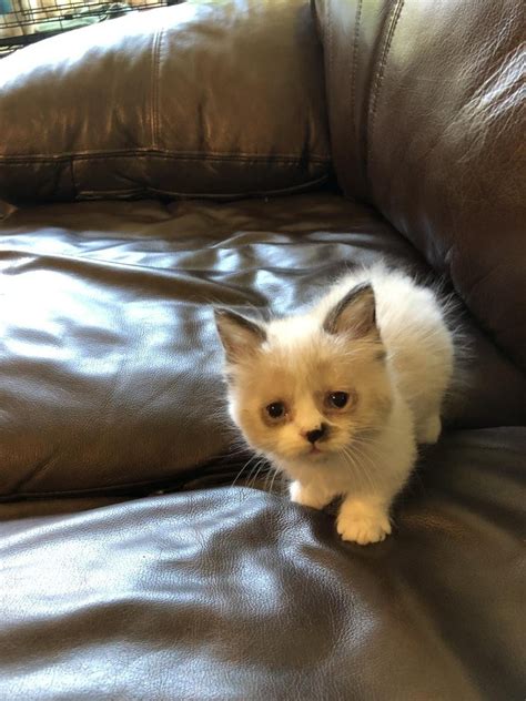 Kittens for sale indianapolis. Currently we have a waitlist with several litters on the way! The price for kittens is $2000-2400, and all kittens come with a one-year health guarantee against genetic illness, first … 