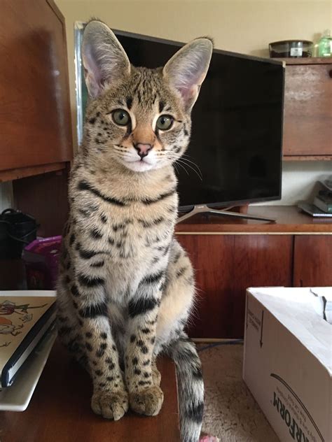 Find Savannah cats and kittens in georgia available for sale and adoption. It's also free to list any cats you have in our classifieds.. 